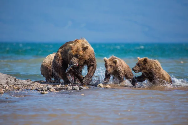 The family of bears, mother caught a fish