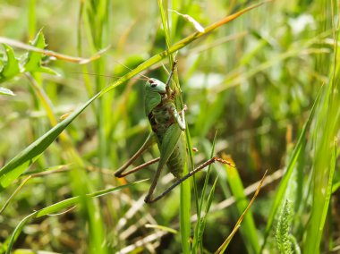 Çekirge bir çim üzerinde oturur