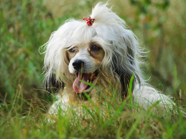 Cão chinês crista — Fotografia de Stock