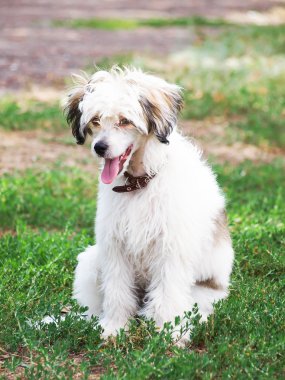 Köpek yavrusu köpek Çin Tepeli