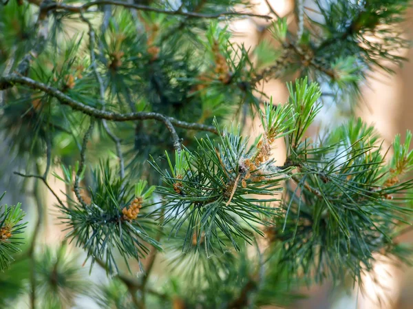 Pine branch - needles and young cones.