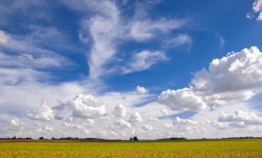 Gökyüzü ve bulutlar üzerinde alanları hasat genişlik. Mısır ve soya fasulyesi Midwest Illinois, ABD olgunlaşmış bir mera üzerine kabarık Cumulus getirin. Bir çiftlik evi uzak mesafe görülebilir.