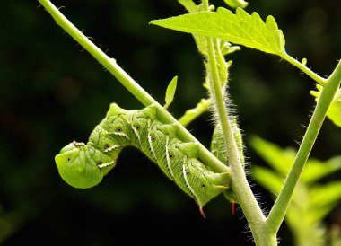 İki domates/tütün Hornworms iken onlar baş aşağı kaynaklanıyor asmak yaprakları yiyor bir domates bitki sarılmak. Bu boynuz solucanları, domates bitki yiyen, yemek ve bitki yok bir ayna görüntüsü oluşturma yan yana konumlandırılır.