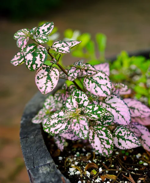 Polka Dot Plant Hypoestes. Selectieve aandacht op bladeren van een groen en roze gevlekte plant ingegoten in een houten vat. — Stockfoto