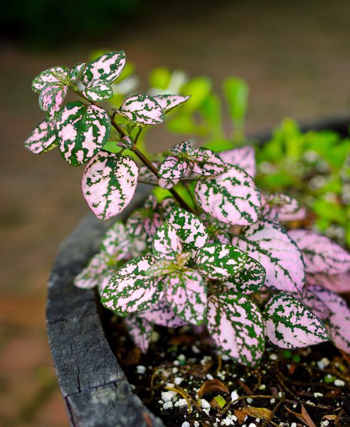 Polka Dot Plant Hypoestes. Selective focus on leaves of a green and pink spotted plant potted in a wood barrel.   