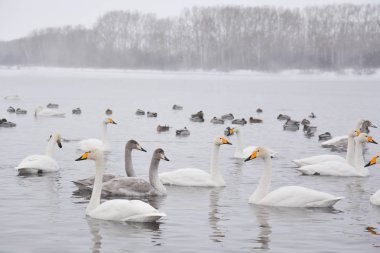Beyaz Rusya'da Kuğu