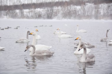 Beyaz Rusya'da Kuğu