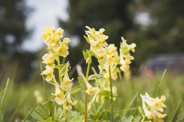 Schöne Blumen im Frühling — Stockfoto