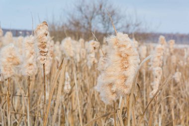 kışın kuru sazlar