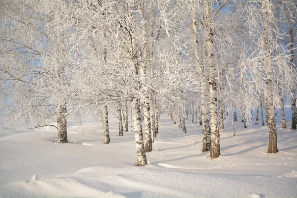 Het winter forest — Stockfoto