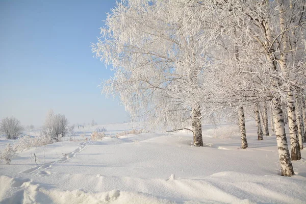 Het winter forest — Stockfoto