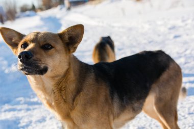 Kışın köpek.
