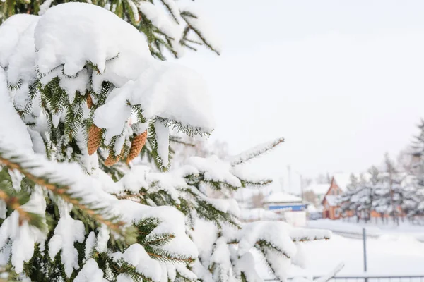 El abeto en la nieve — Foto de Stock