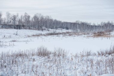 Kar tarlası. İlk kar. Karların altındaki ağaçlar. Soğuk bir sabah.