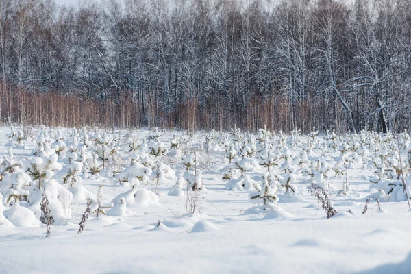 Piccoli abeti sotto la neve. La neve è caduta sull'albero di Natale. Mattinata gelida. L'inverno è arrivato — Foto Stock