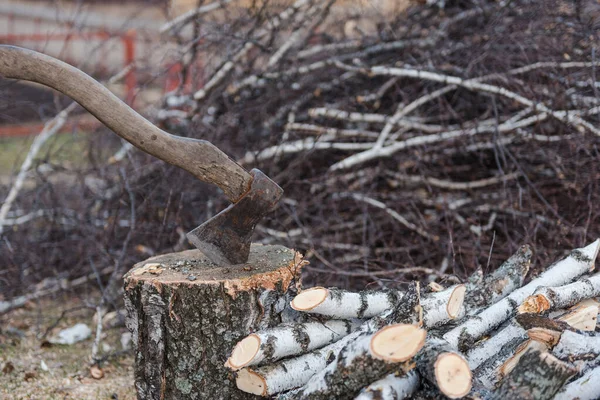 Logging. chopping wood. a bunch of birch branches. birch firewood for the winter. — Stock Photo, Image