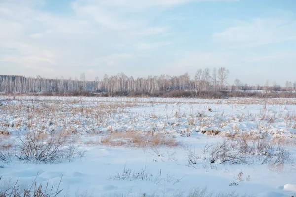 Na louce leží sníh. Na trávu padal sníh. Sníh na keřích. Nastala zima. Zimní krajina — Stock fotografie