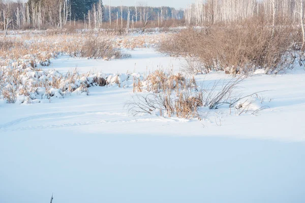 Schnee liegt auf der Wiese. Schnee fiel auf den Rasen. Schnee auf den Büschen. Der Winter ist da. Winterlandschaft — Stockfoto