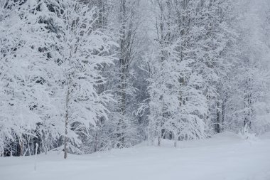 Kar perisi ormanı. Kış ormanı Tayga kar ormanı.