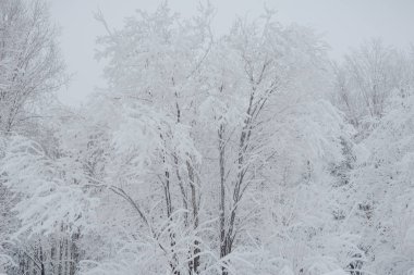 Kar perisi ormanı. Kış ormanı Tayga kar ormanı.
