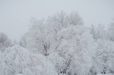 Kar perisi ormanı. Kış ormanı Tayga kar ormanı.