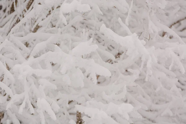 Las Wróżki Śniegu. Zimowy las. Las śnieżny Taiga. — Zdjęcie stockowe