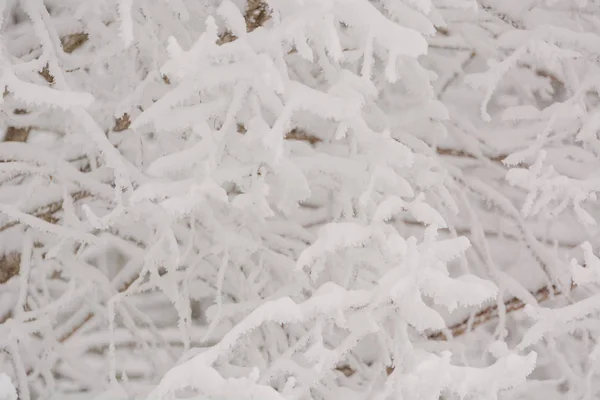 Las Wróżki Śniegu. Zimowy las. Las śnieżny Taiga. — Zdjęcie stockowe
