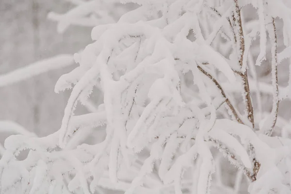 Las Wróżki Śniegu. Zimowy las. Las śnieżny Taiga. — Zdjęcie stockowe