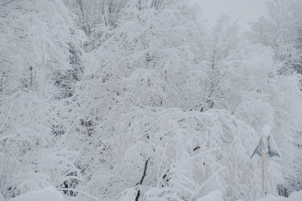 Snow fairy forest. Winter forest. Taiga snow forest.