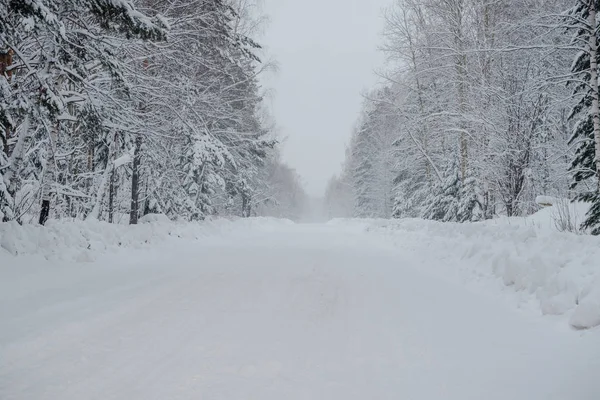 Snow fairy forest. Winter forest. Taiga snow forest.