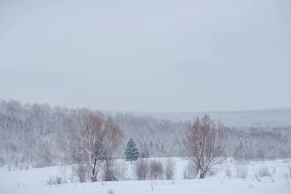 Foresta fatata della neve. Foresta invernale. Taiga foresta di neve . — Foto Stock