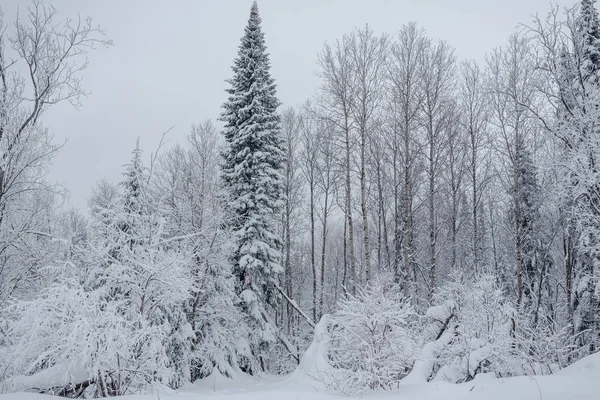 Snow fairy forest. Winter forest. Taiga snow forest.