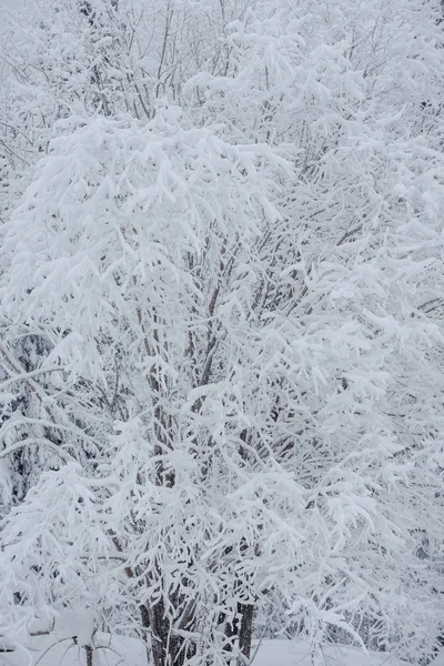 Snow fairy forest. Winter forest. Taiga snow forest.