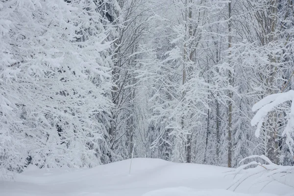 Snow fairy forest. Winter forest. Taiga snow forest.