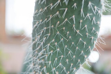 Kaktüs yakın plan. Kaktüsün üzerindeki iğneler. Çölde yetişir. Düz kaktüs. Egzotik bitki. Keskin iğneler.