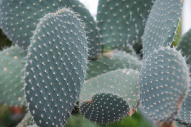 Kaktüs yakın plan. Kaktüsün üzerindeki iğneler. Çölde yetişir. Düz kaktüs. Egzotik bitki. Keskin iğneler.
