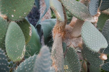 Kaktüs yakın plan. Kaktüsün üzerindeki iğneler. Çölde yetişir. Düz kaktüs. Egzotik bitki. Keskin iğneler.