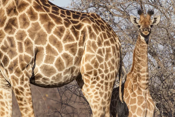 Mignon petit ourson girafe derrière sa mère dans la savane aride . — Photo