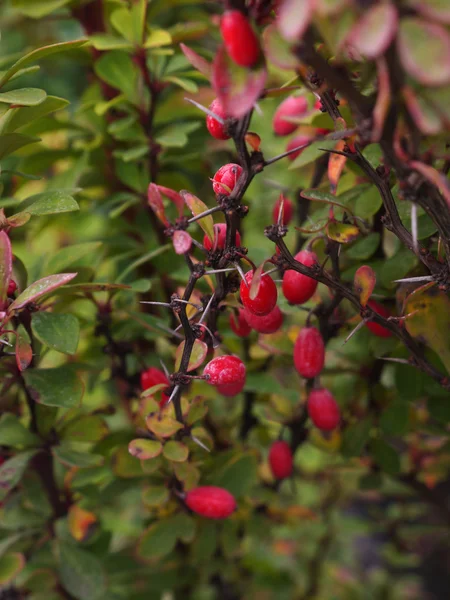 Kızamık kırmızı meyve.