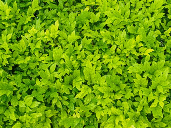 Grünes Blatt mit Wassertropfen auf schwarzem Hintergrund — Stockfoto