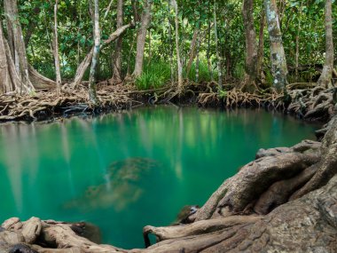Yeşil su göl nehir şelale ile kök ağaca Tha Pom Klong şarkı Nam, Krabi, Tayland, Thailand