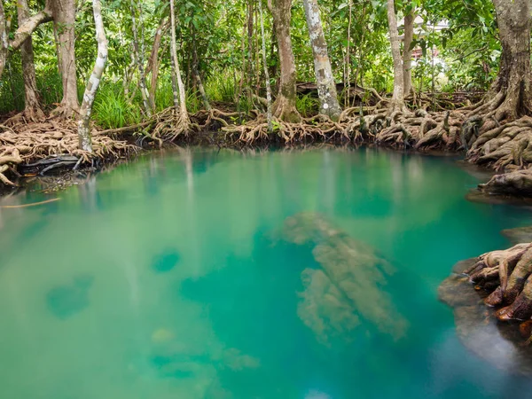 Yeşil su göl nehir şelale ile kök ağaca Tha Pom Klong şarkı Nam, Krabi, Tayland, Thailand
