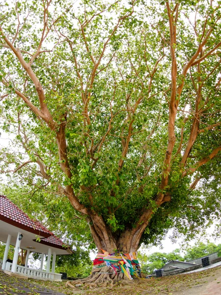 Big Bodhi Tree at Phromthep Cape phuket Thailand — Stock Photo, Image