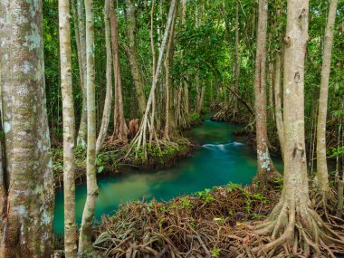 Yeşil su göl nehir şelale ile kök ağaca Tha Pom Klong şarkı Nam, Krabi, Tayland, Thailand