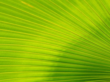 Closeup yeşil ve sarı yaprakları doku arka plan