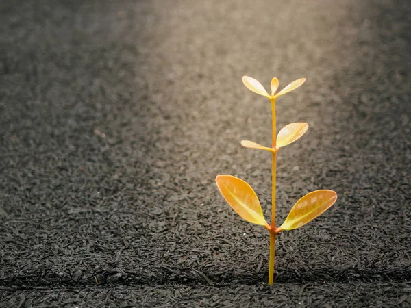 Baby tree grow up on gap of block