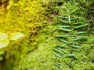 Güzel yeşil yosun eski kök ağaç doku arka plan ve portre de odak Merkezi ile sıcak açık renkli kök ağacının üzerinde