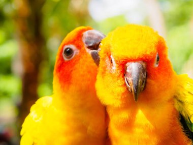 closeup head of Sun Parakeet or Sun Conure, the beautiful yellow and orange parrot bird with nice feathers details at Songkhla Thailand clipart