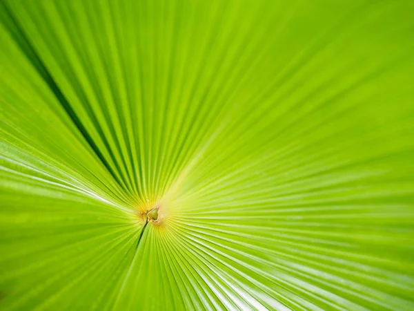 Крупный план текстуры зеленых листьев Licuala pelota Roxb — стоковое фото