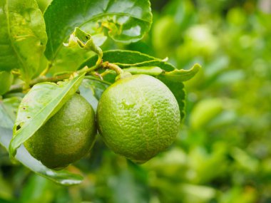 Taze yeşil limon veya limon ağacı yeşil yapraklar ve tatlı meyveler